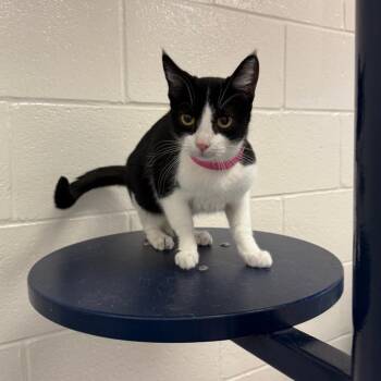 Kroger -  Domestic Short Hair Cat for Adoption in Fairport, New York - Kroger | PetCurious
