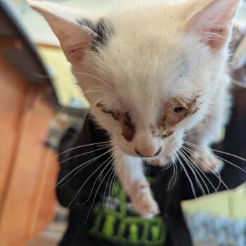 Flurry -  Domestic Short Hair Cat for Adoption in Lynchburg, Virginia - Flurry | PetCurious