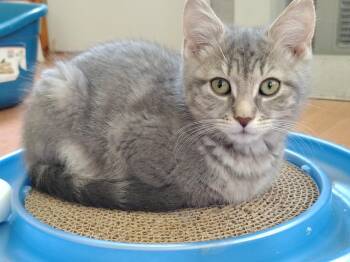 Frank -  Tabby and Domestic Short Hair Cat Available for Adoption in Montour Falls, New York - Frank | PetCurious