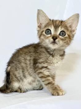 Rescue Tabby and Calico Cats for Adoption in Quail Heights, Florida - Casserole | PetCurious