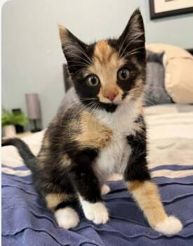 Domestic Short Hair and Calico Cats Available for Adoption in Evergreen, Colorado - Mars | PetCurious