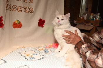 Rescue Domestic Medium Hair Cats for Adoption in Cardwell, Montana - Olaf | PetCurious
