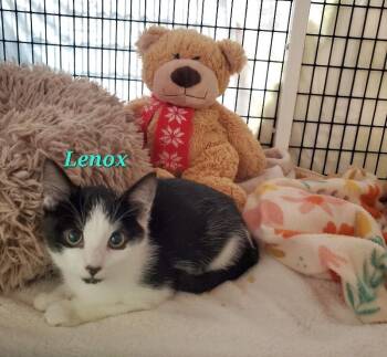 Lenox -  Domestic Short Hair Cat for Adoption in Diamond Springs, California - Lenox | PetCurious