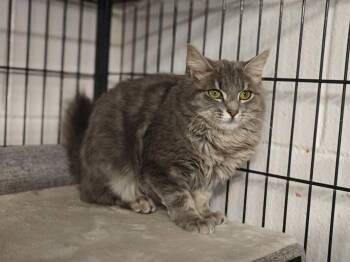 Domestic Long Hair and Maine Coon Cats Available for Adoption in West Palm Beach, Florida - Bunny | PetCurious