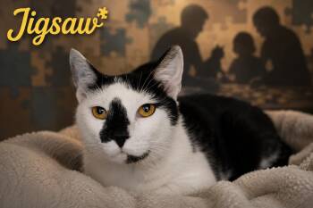 Jigsaw (FCID# 07/02/2026 - 34 Trainer) -  Domestic Short Hair Cat for Adoption in Greenville, Delaware - Jigsaw (FCID# 07/02/2026 - 34 Trainer) | PetCurious