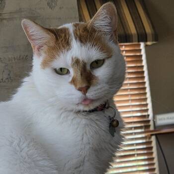 Cher -  Domestic Short Hair and Mixed Breed Cat for Adoption in South Elgin, Illinois - Cher | PetCurious