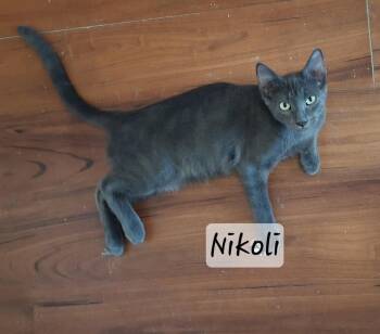Nikoli #silver-shadow -  Russian Blue Cat for Adoption in Houston, Texas - Nikoli #silver-shadow | PetCurious