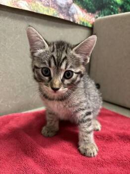 A553921 -  Domestic Short Hair Cat for Adoption in Moreno Valley, California - A553921 | PetCurious
