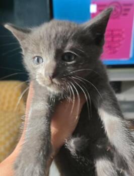 Domestic Short Hair Cats Available for Adoption in Hartsville, South Carolina - 26-0907 | PetCurious