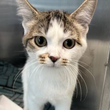 Montero -  Domestic Short Hair Cat for Adoption in Matteson, Illinois - Montero | PetCurious
