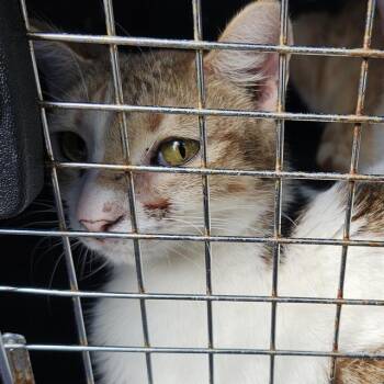 Domestic Short Hair Cats Available for Adoption - GEORGIA | PetCurious