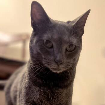 Bleuce Wayne -  Russian Blue and Domestic Short Hair Cat for Adoption in Brownsboro, Alabama - Bleuce Wayne | PetCurious
