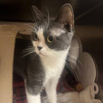 LuLu -  Domestic Short Hair Cat for Adoption in Providence, Rhode Island - LuLu | PetCurious
