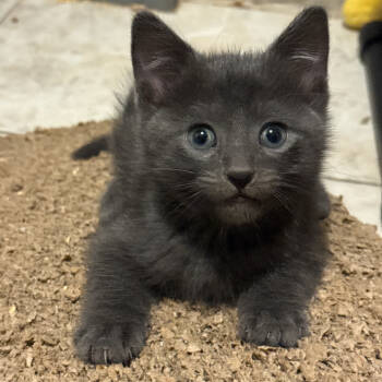 Rescue Domestic Short Hair Cats for Adoption in New York, New York - Shade | PetCurious