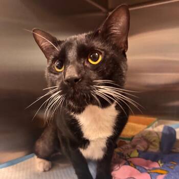 Hades -  American Shorthair Cat for Adoption - Hades | PetCurious