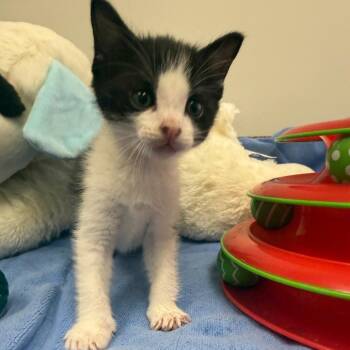 Domestic Short Hair Cats Available for Adoption in Houston, Texas - Malachi | PetCurious