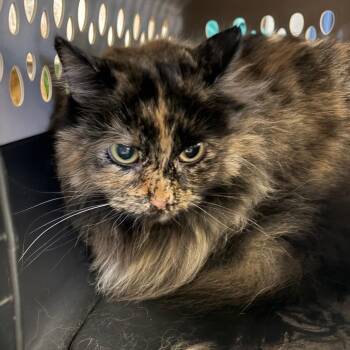 Domestic Medium Hair Cats Available for Adoption in Lake Jackson, Texas - Tazzie | PetCurious