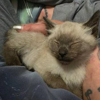 Bitsy -  Siamese Cat Available for Adoption in Lawrenceville, Georgia - Bitsy | PetCurious