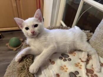 Domestic Short Hair Cats Available for Adoption in Pleasanton, California - Perry | PetCurious