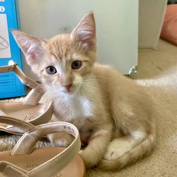 Pippin Spencer -  Domestic Short Hair Cat for Adoption in Eagle Mountain, Utah - Pippin Spencer | PetCurious