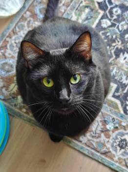 HAZE #1940- Offered by Owner -  Domestic Short Hair Cat for Adoption in Hillsboro, Oregon - HAZE #1940- Offered By Owner | PetCurious
