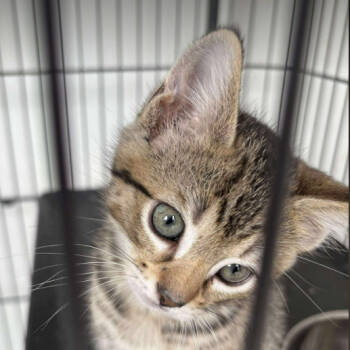 Rescue Domestic Short Hair Cats for Adoption in Nashville, Tennessee - Fable | PetCurious