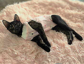 Rescue Tortoiseshell and Domestic Short Hair Cats for Adoption in Fort Myers, Florida - Scarlet | PetCurious