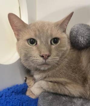 Domestic Short Hair Cats Available for Adoption in Erin, Ontario - Thor | PetCurious