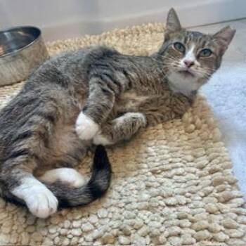 Kiki -  Domestic Short Hair Cat for Adoption in Fairfax, Virginia - Kiki | PetCurious
