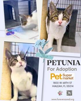 Petunia -  Domestic Short Hair Cat for Adoption in Miami, Florida - Petunia | PetCurious