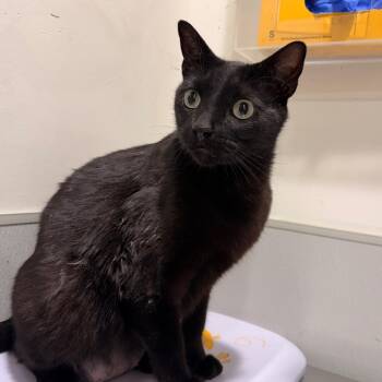 Tola -  Domestic Short Hair Cat for Adoption in Tampa, Florida - Tola | PetCurious
