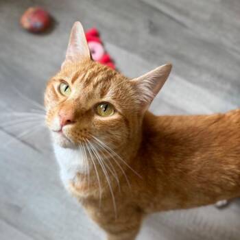 Baloo -  Domestic Short Hair Cat for Adoption in Asheville, North Carolina - Baloo | PetCurious