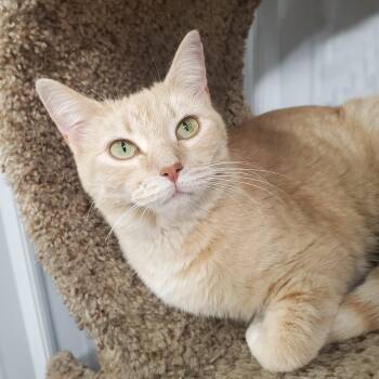 Harmony -  Domestic Short Hair Cat for Adoption in Marseilles, Illinois - Harmony | PetCurious