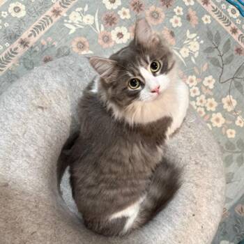 Wren -  Domestic Medium Hair Cat Available for Adoption in Piedmont, California - Wren | PetCurious