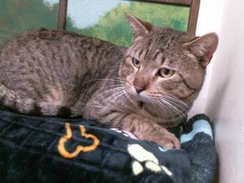 Domestic Short Hair Cats Available for Adoption - THOMAS | PetCurious