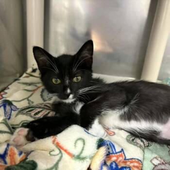 Domestic Short Hair Cats Available for Adoption in Candler, North Carolina - Drop | PetCurious