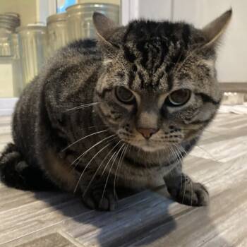 Rescue Domestic Short Hair Cats for Adoption in West Des Moines, Iowa - Tabby | PetCurious