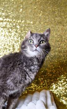 Jonie -  Domestic Short Hair Cat for Adoption in Yakima, Washington - Jonie | PetCurious