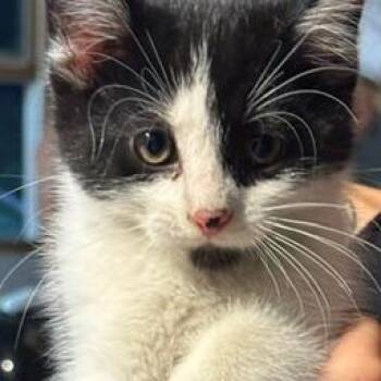 Flower -  Domestic Medium Hair Cat for Adoption in Rochester, Minnesota - Flower | PetCurious