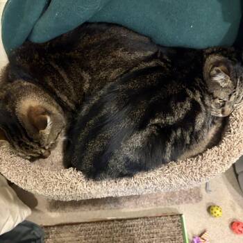 Timida -  Domestic Short Hair Cat for Adoption in South Burlington, Vermont - Timida | PetCurious