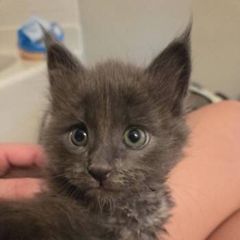 Lugosi -  Maine Coon Cat for Adoption in Nashville, Tennessee - Lugosi | PetCurious