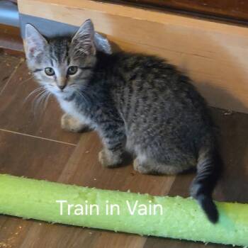 Train in Vain -  Domestic Short Hair Cat for Adoption in Fredericksburg, Virginia - Train In Vain | PetCurious