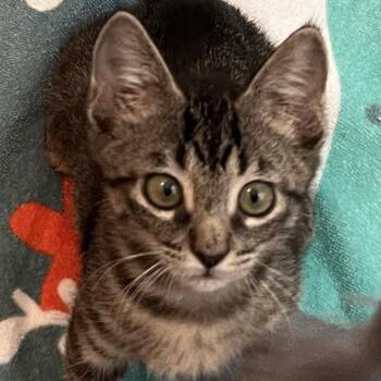 Lilly Jane -  Domestic Short Hair Cat for Adoption in Houston, Texas - Lilly Jane | PetCurious
