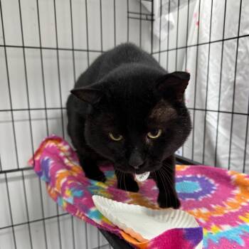 Rescue Domestic Short Hair Cats for Adoption in Normal, Illinois - Rick Allen | PetCurious