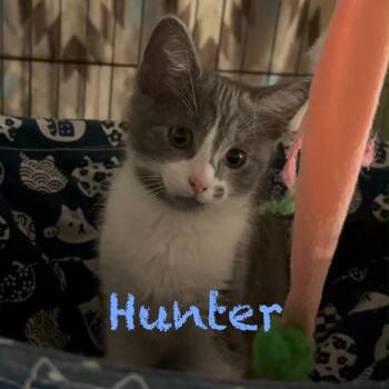 Hunter -  Domestic Short Hair Cat for Adoption in Parkersburg, West Virginia - Hunter | PetCurious