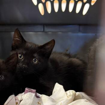 Goblin -  Domestic Short Hair Cat for Adoption in Ashtabula, Ohio - Goblin | PetCurious
