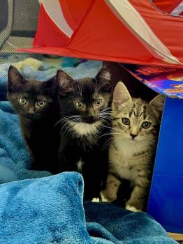 Candy -  Domestic Medium Hair Cat for Adoption in Salinas, California - Candy | PetCurious