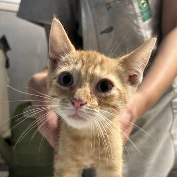 Yoshi -  Domestic Short Hair Cat for Adoption in Newport, North Carolina - Yoshi | PetCurious