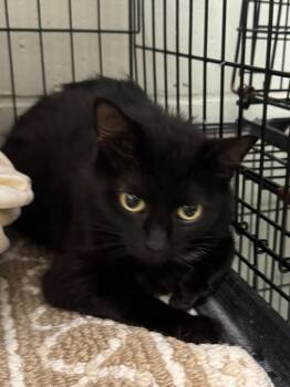 Starky -  Domestic Short Hair Cat for Adoption in Saint Clairsville, Ohio - Starky | PetCurious