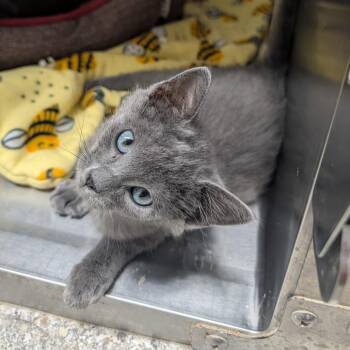 Aalya -  Domestic Short Hair Cat for Adoption in Detroit Lakes, Minnesota - Aalya | PetCurious